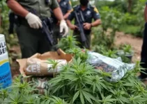 BPRv apreende 16 quilos de maconha