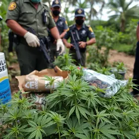 BPRv apreende 16 quilos de maconha