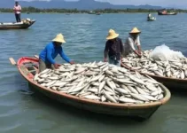 peixe solidário