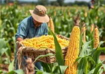 Programa Vitória Mais Produtiva